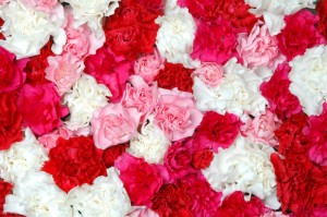 carnation-flower1